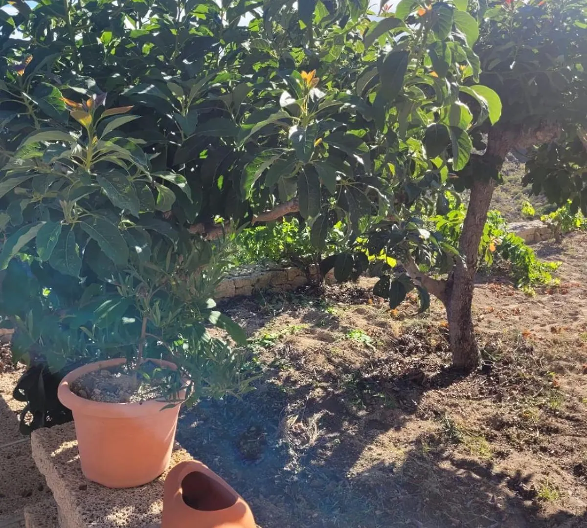 Casa Rural Achacay Fasnia